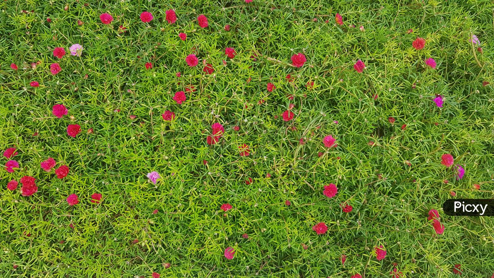 Moss rose is beautiful garden plant