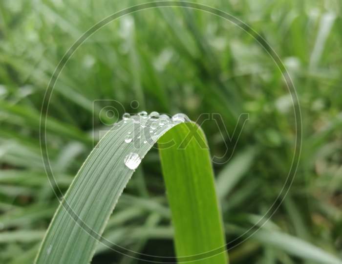 You Will Never Thought That Knowing Dewdrop On Plant Could Be So Beneficial!