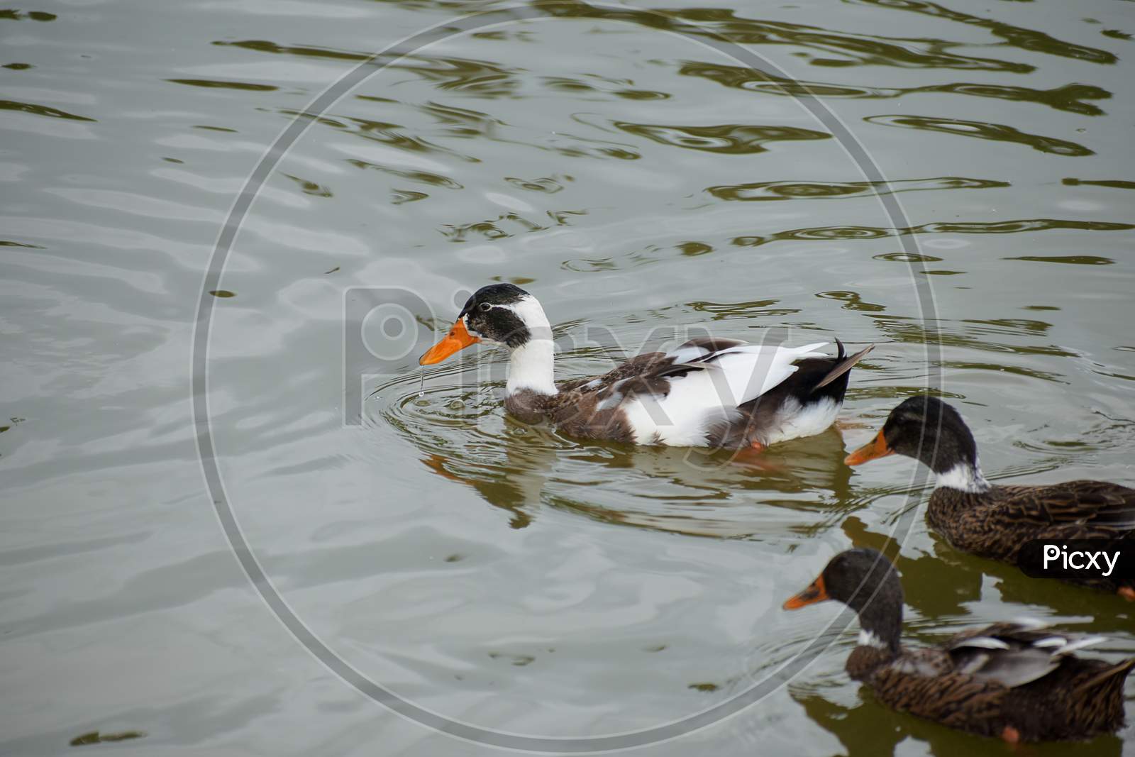 Picture Of Duck Is The Common Name For A Large Number Of Species In The Waterfowl Family Anatidae Which Also Includes Swans And Geese, Swimming In A Pond