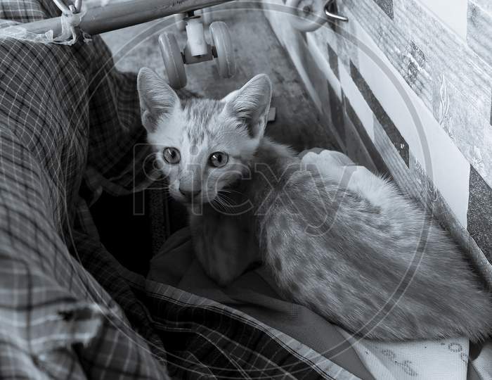 Closeup View Of Kitten Looking Camera In Black & White Picture