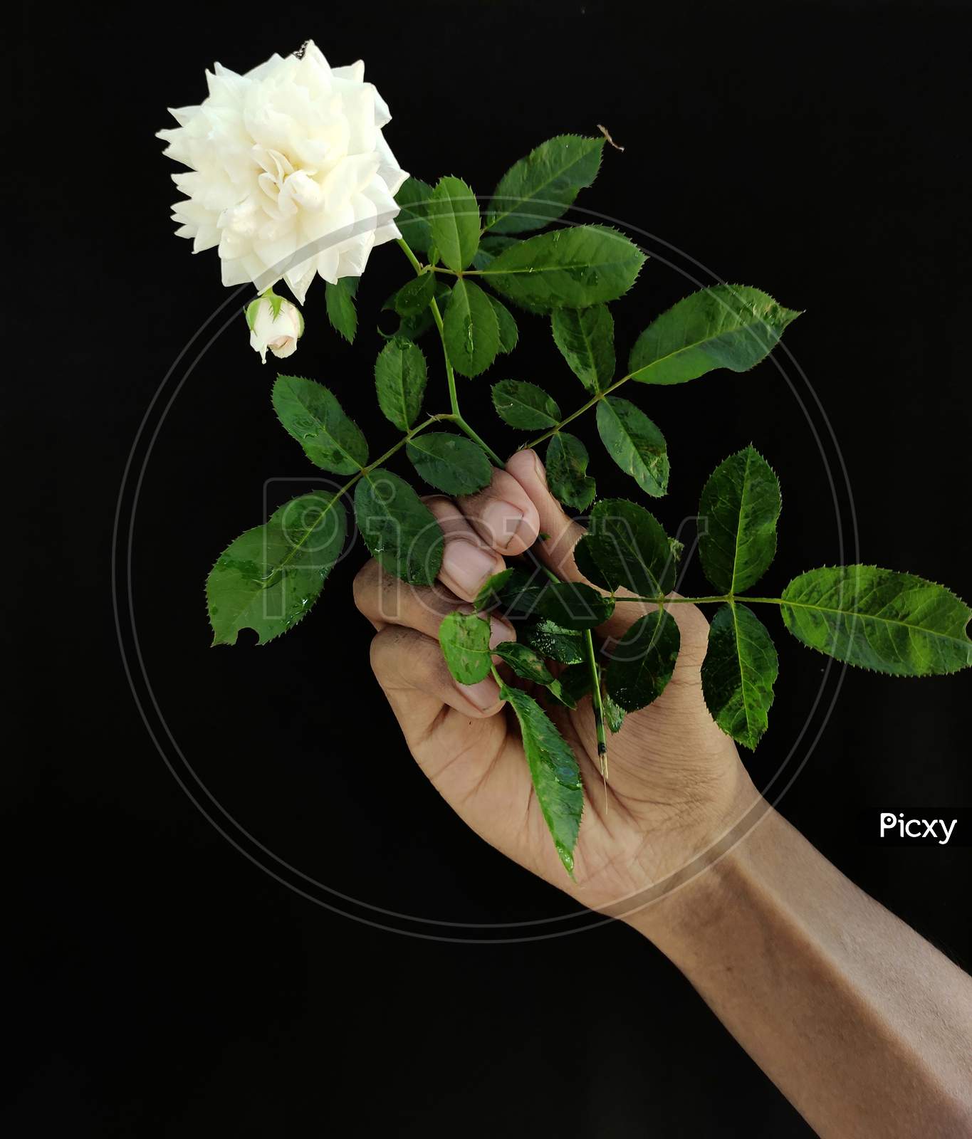 White rose in hand on black background