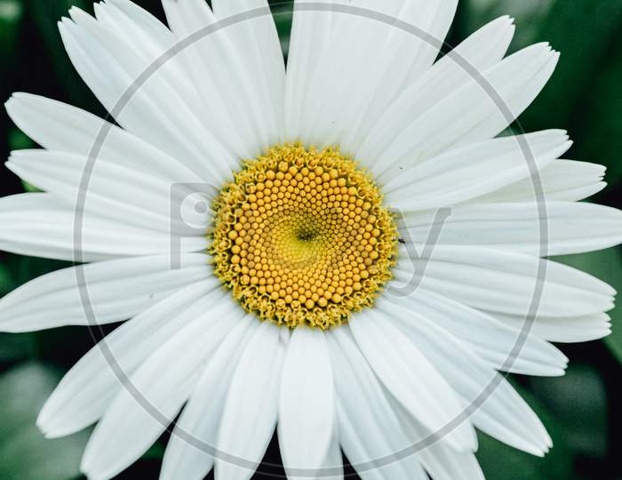 Daisy With Huge Petals