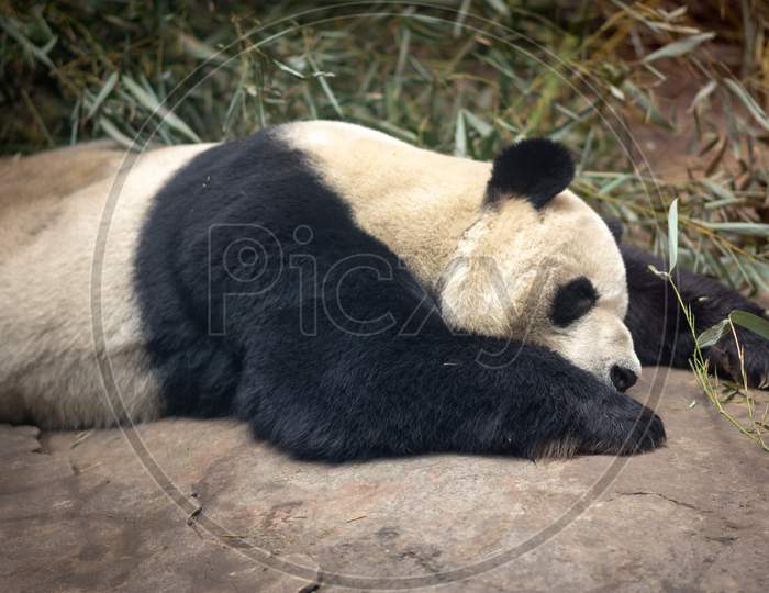 Cute Giant Panda At Beijing Zoo