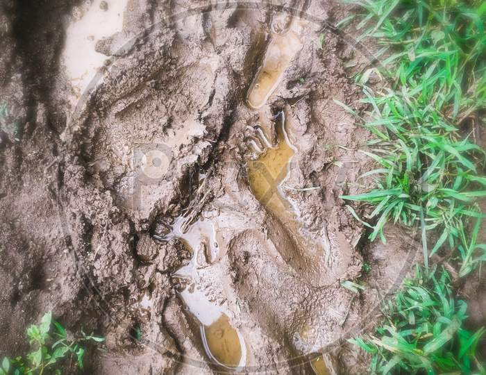 Rain water accumulated in foot imprint of dirty mud in the grass meadow. Very enjoying and relaxing with muddy nature in rainy season