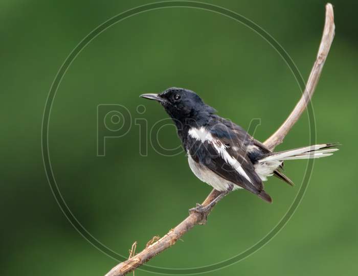 Oriental Magpie-Robin on a Perch