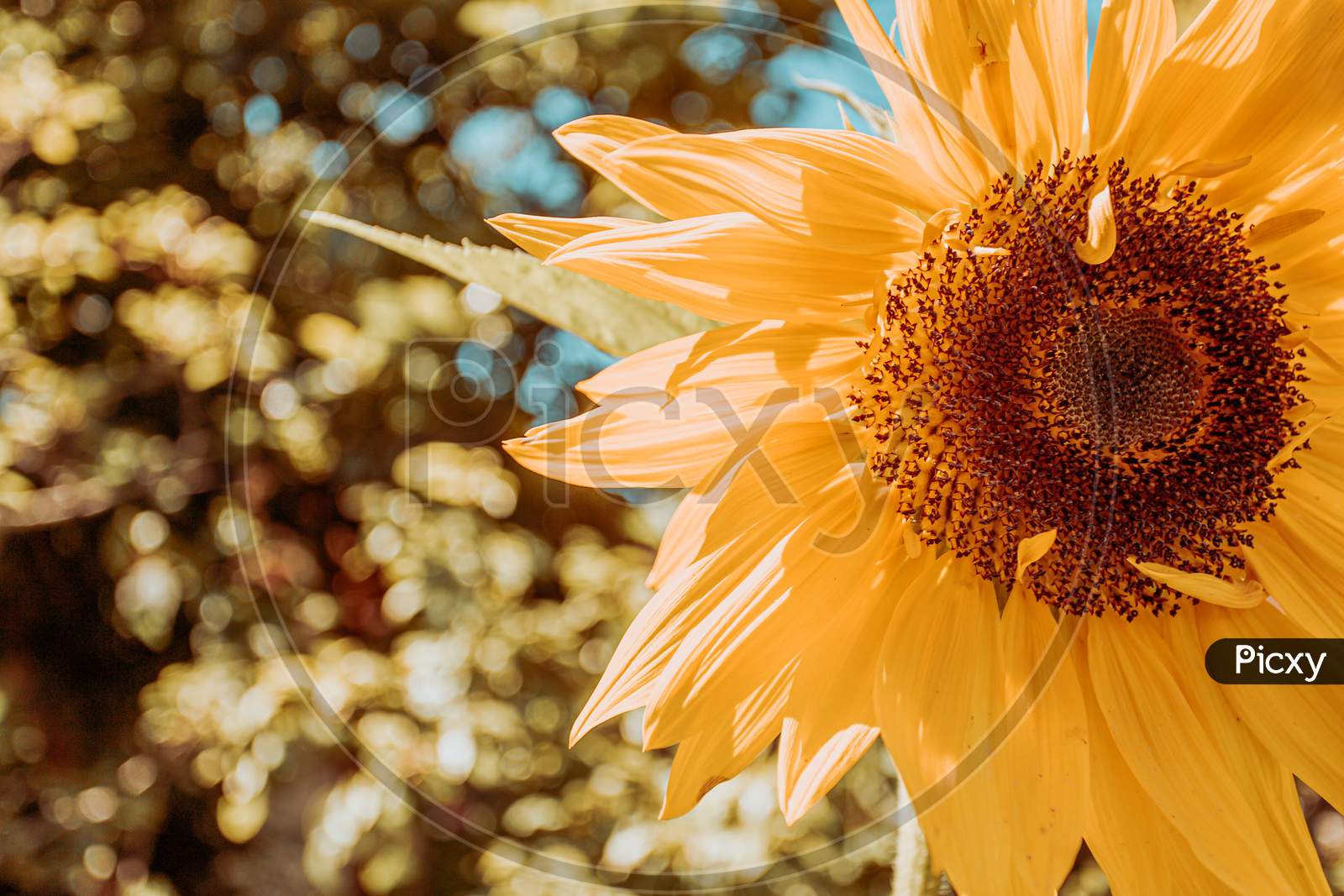 An Horizontal Shot Of A Bright Sunflower During Summer