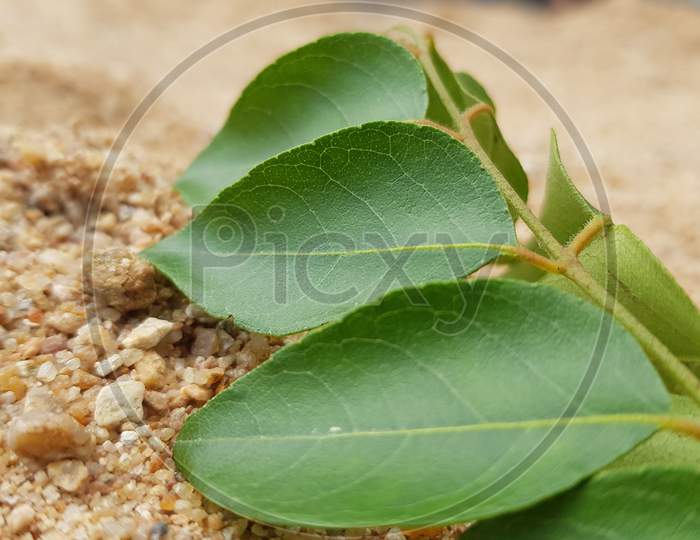 Healthy curry leaves herb on sand background