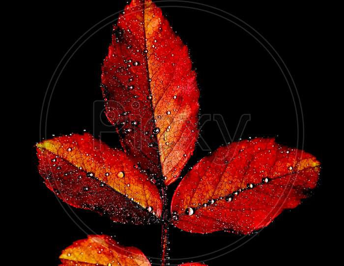abstract image of red and green leaves with water drops