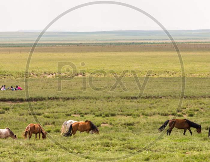 Horses In The Grassland Of Inner Mongolia, China