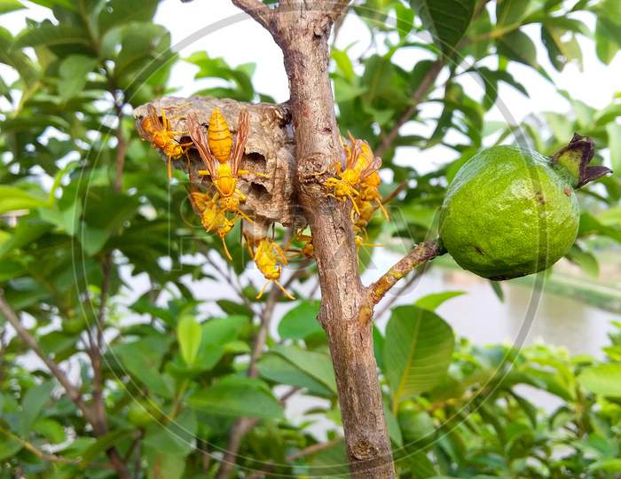 The wasp is living in a nest on the branch of the guava. selective focus