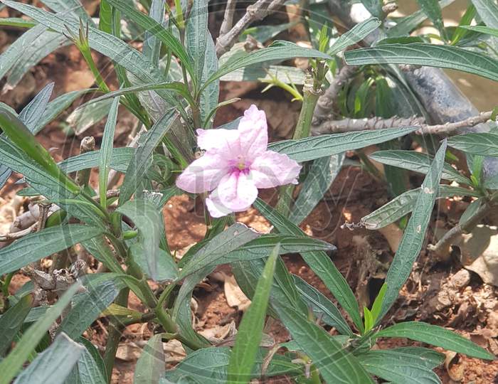 Blooming mexican petunia or Ruellia flower