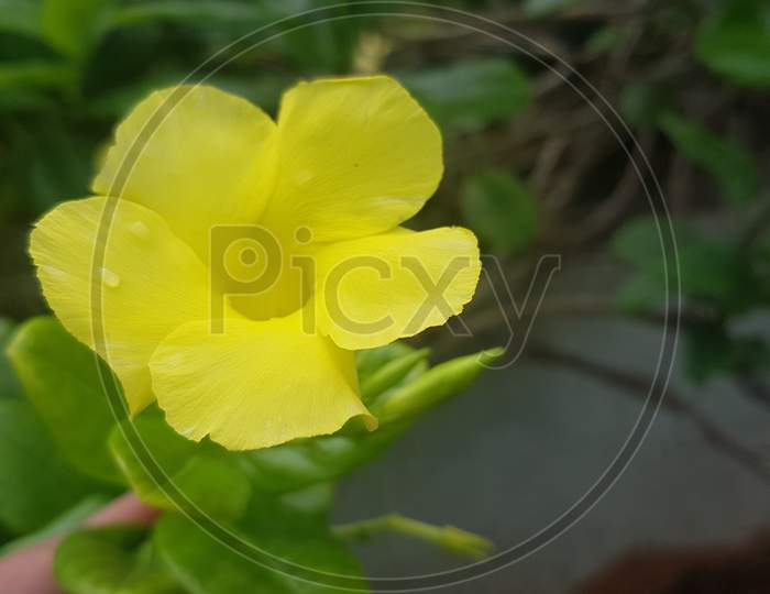 Yellow Allamanda cathartica flowers on green background