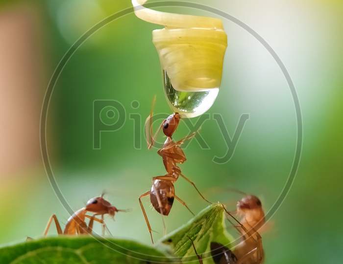 Red ant drinking water