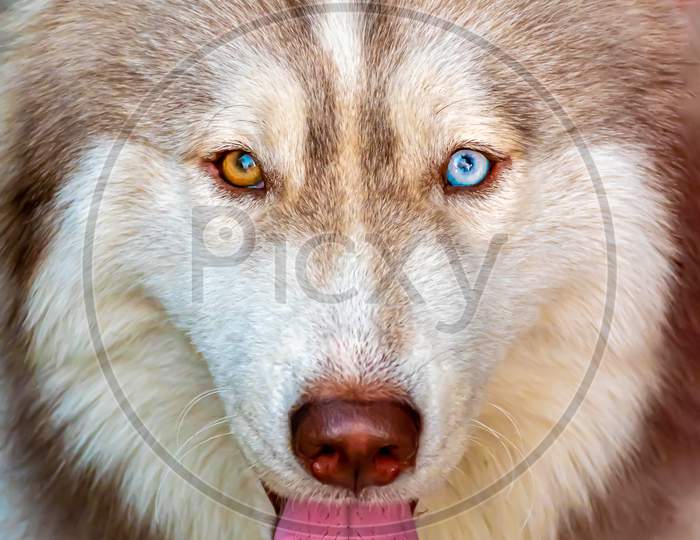 Portrait Of Siberian Husky Dog With Multi-Coloured Eyes Isolated