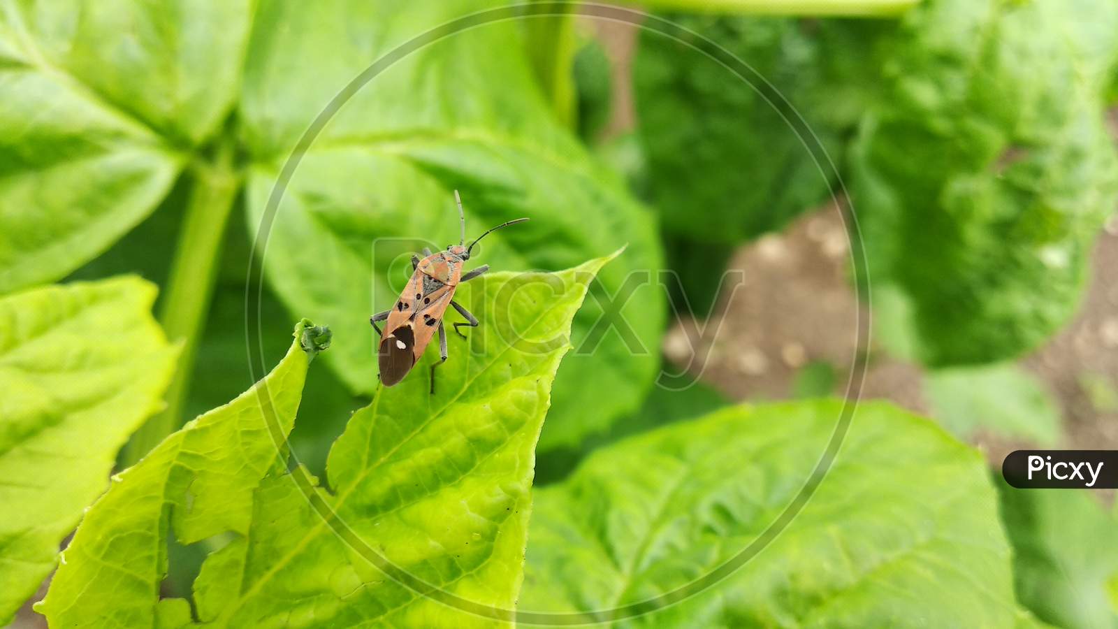 small beautiful insect seating on leaf.7 Aug 2020 india.