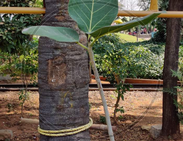 Indian national tree Ficus benghalensis leaves in outdoor garden