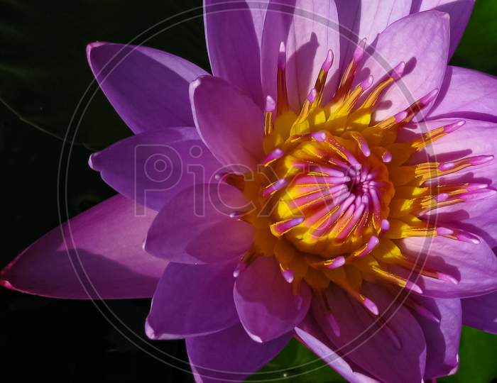A water Lilly on water with green leaves and dark background