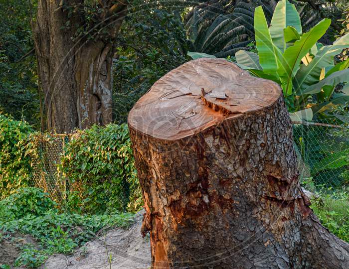 Picture Of Cut Tree Trunks On The Ground Or Soil At Acharya Jagadish Chandra Bose Indian Botanic Garden Of Shibpur, Howrah Near Kolkata