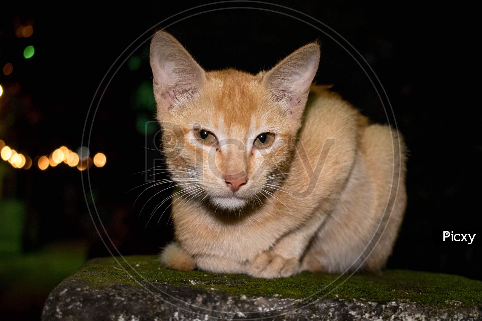 Picture Of A Pet Cat At Night