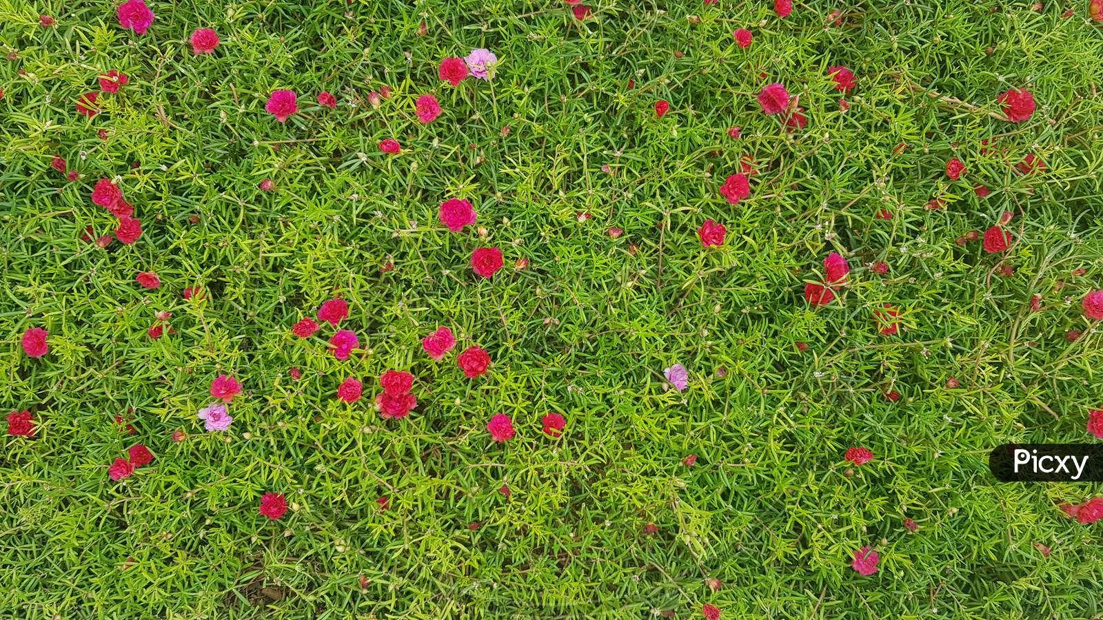Moss rose is beautiful garden plant
