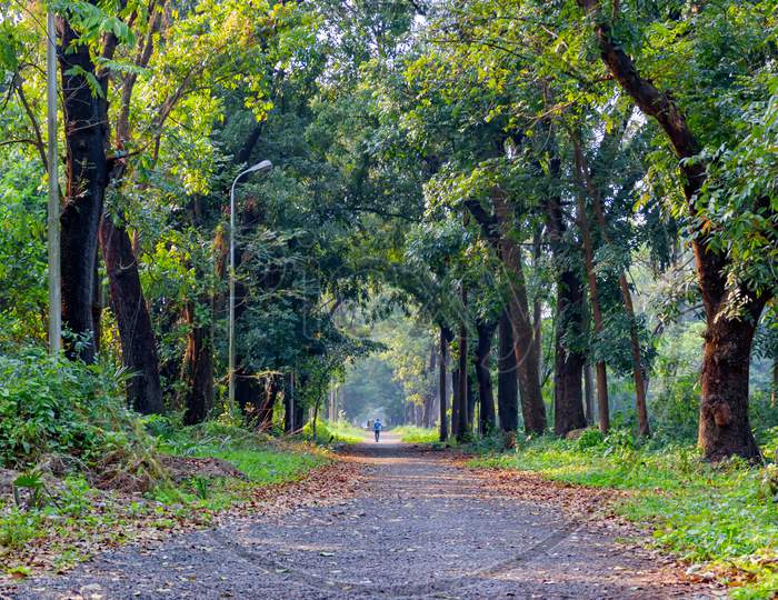 Walkway Through The Acharya Jagadish Chandra Bose Indian Botanic Garden Of Shibpur, Howrah Near Kolkata.