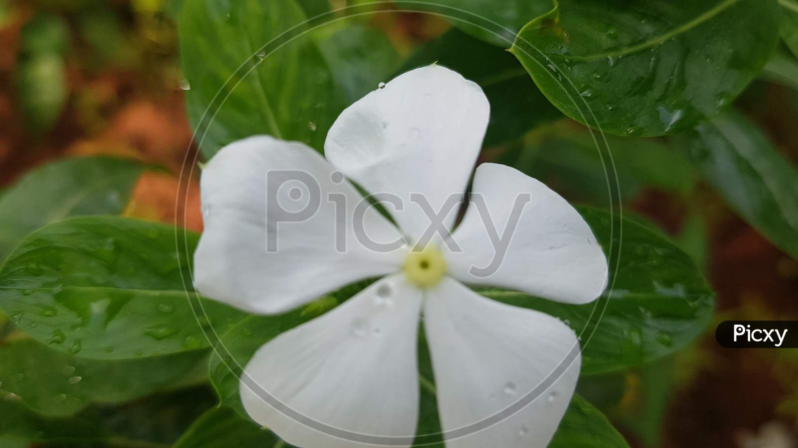 A white Vinca rosea with water droplets
