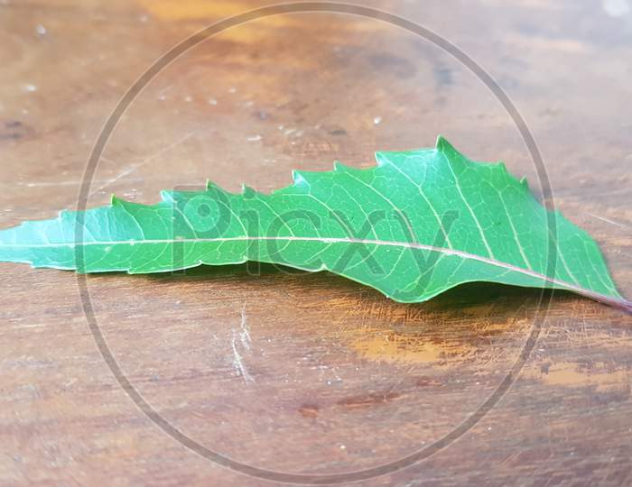 Medicinal neem leaves on wood background