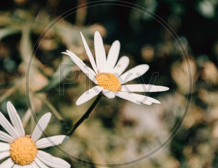 A Single Daisy Showing Up During Summer