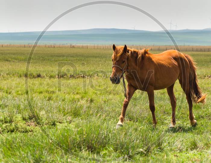 Horse In The Grassland Of Inner Mongolia, China