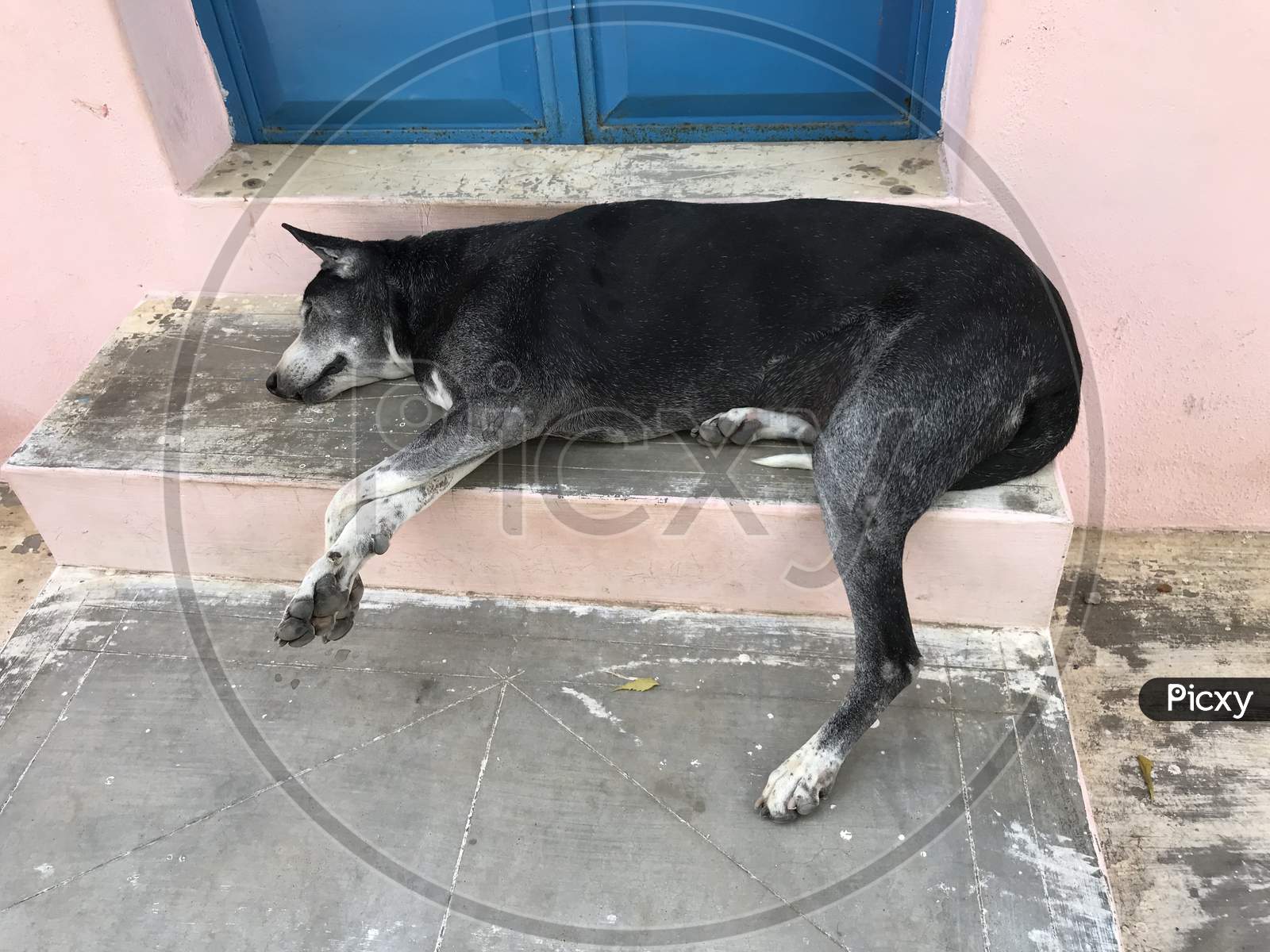 Poor Abandoned Dog Lying At The Doorstep And Needed Help Since Then It Was Guarding My House And Street As Well In Friendly Manner To Everyone As A Pet