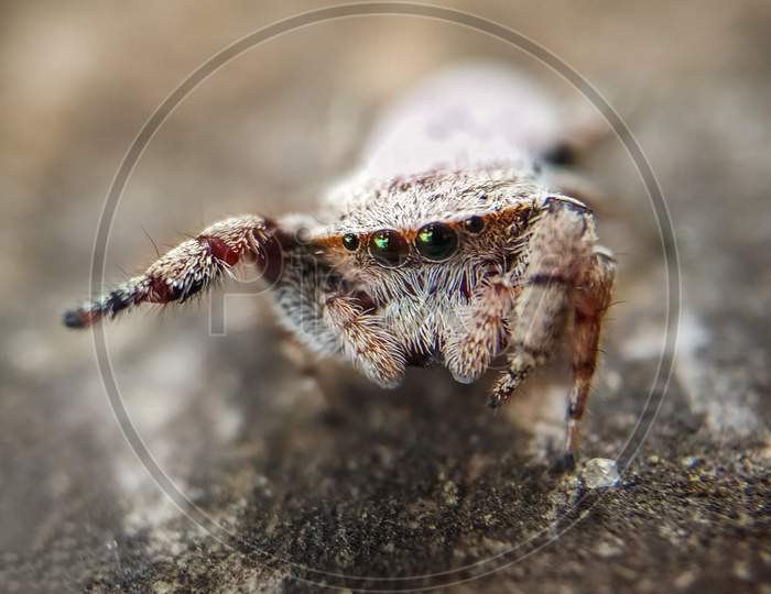 A cute little jumping Spider
