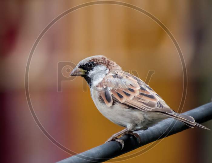 House Sparrows At A Electric Wire