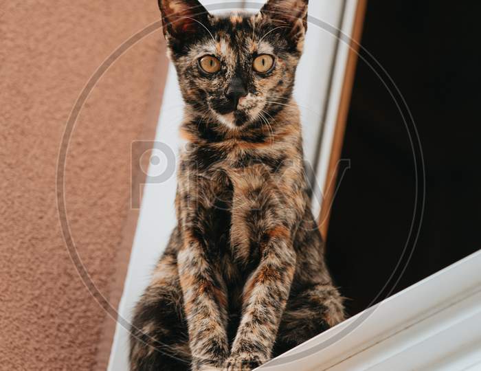 A Brown And Black Cat Looking Straight To Camera From A Window