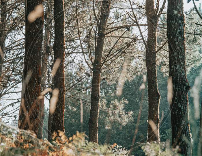 A Close Up Of The Trees On The Forest