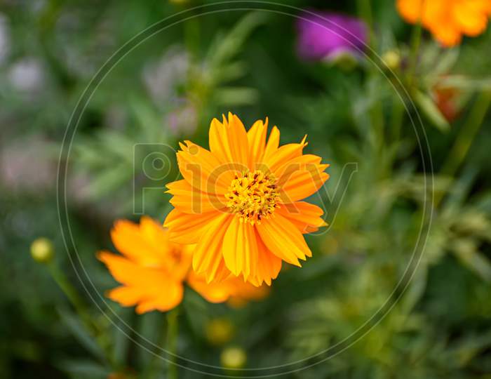 Closeup Picture Of Sphagneticola Flower Or Sphagneticola Trilobata, Is Commonly Known As The Bay Biscayne Creeping-Oxeye, Singapore Daisy, Creeping-Oxeye, Trailing Daisy, And Wedelia (Selective Focus)