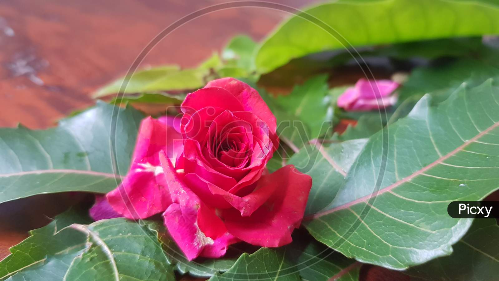 Pink rose in nature on wood background