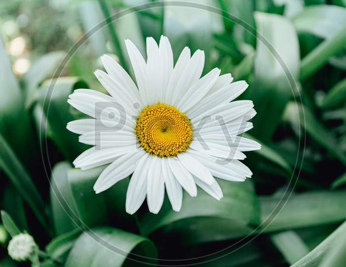 An Horizontal Shot Of A Daisy With A Lot Of Petals