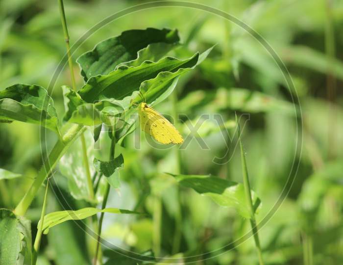 Butterfly on green leafs