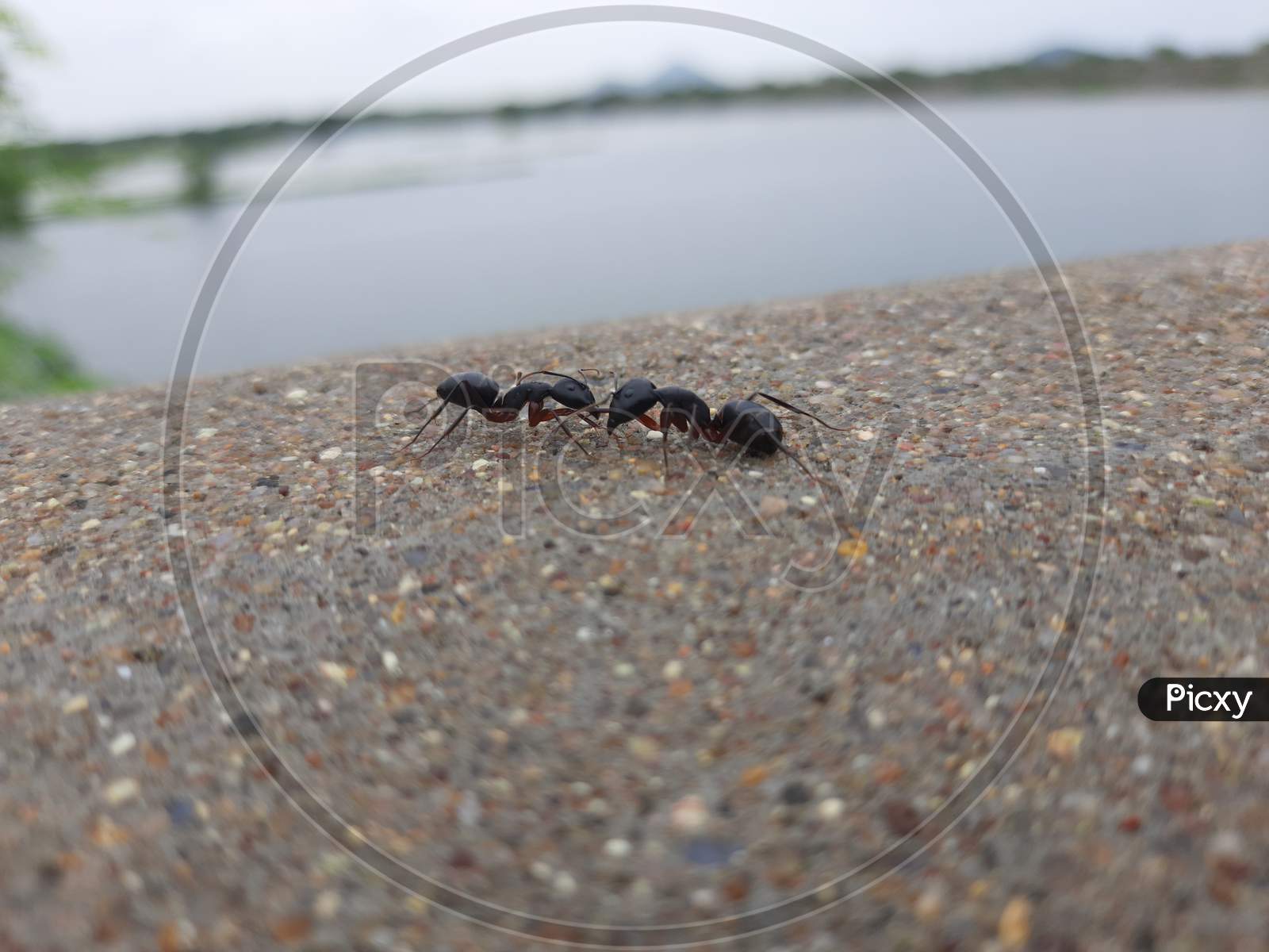 Black Ants photo
