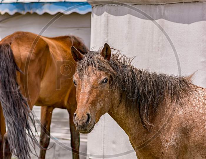 Horses Grazing Next To The Yurt Tents In Steppes Of Inner Mongolia, China