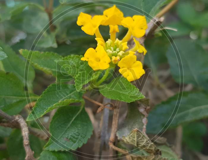 Lantana camara plant blossom in agriculture field