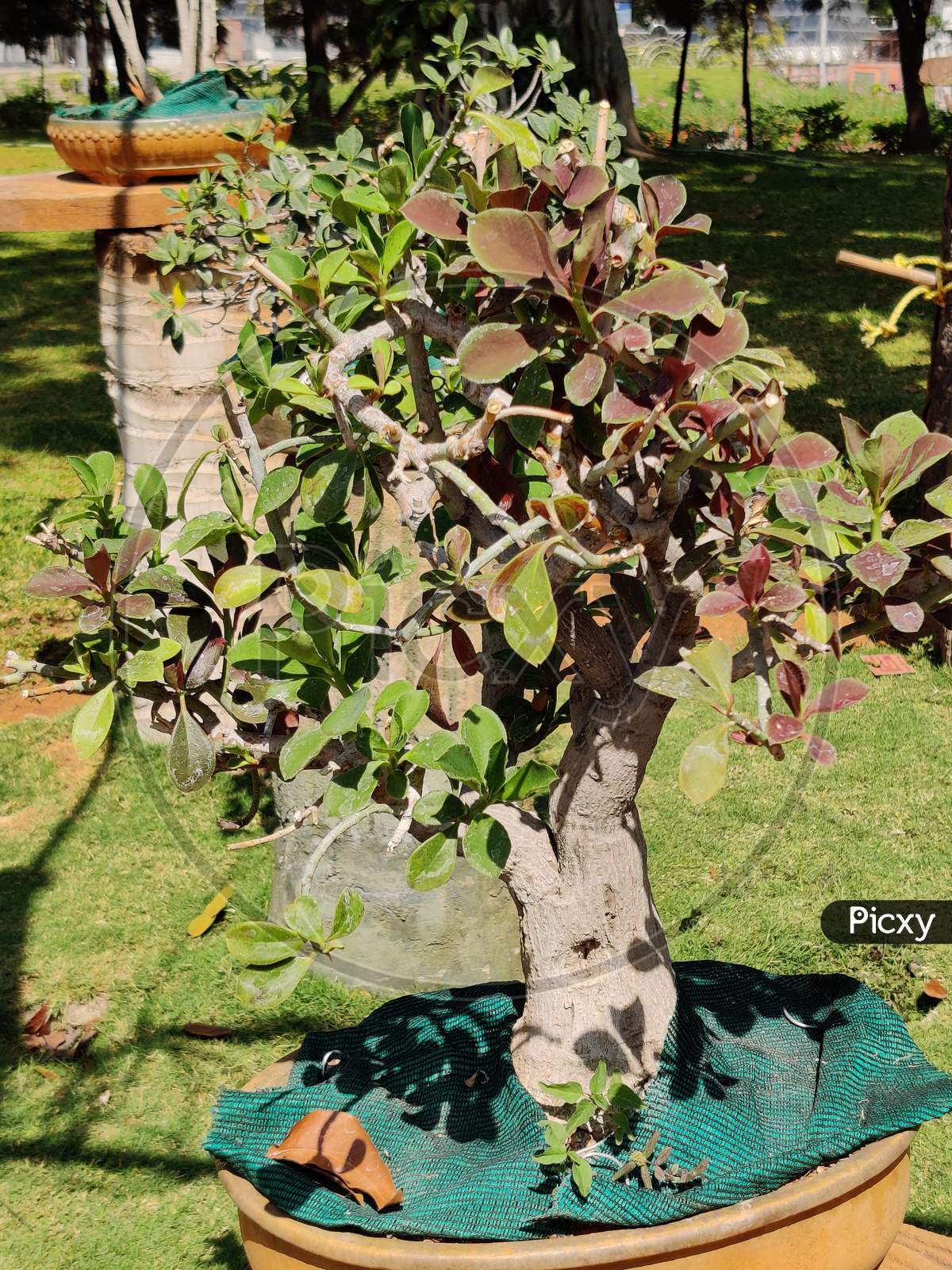 Indian national tree Ficus benghalensis leaves in outdoor garden