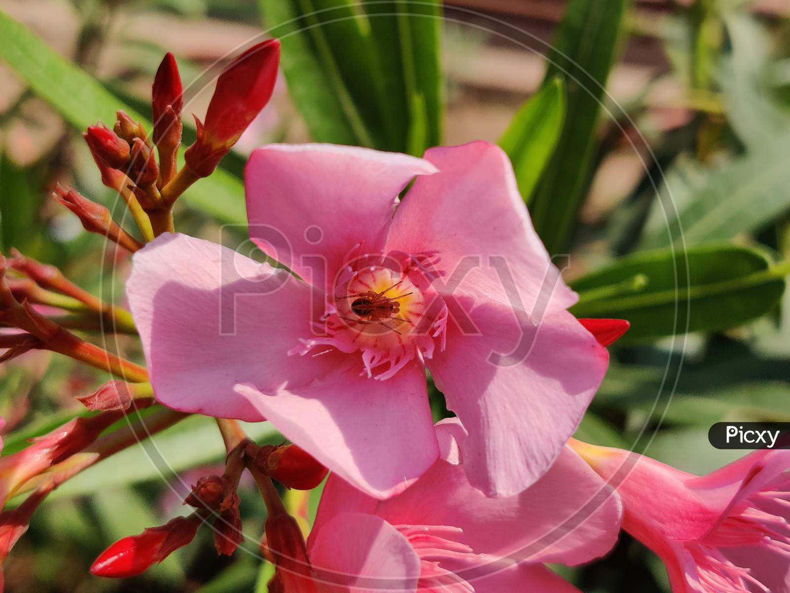 The garden with blooming plant oleander