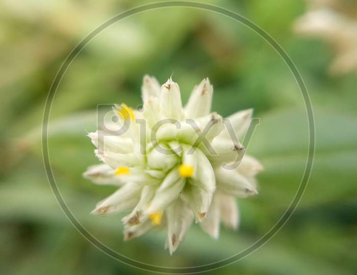 Globe amaranth flower