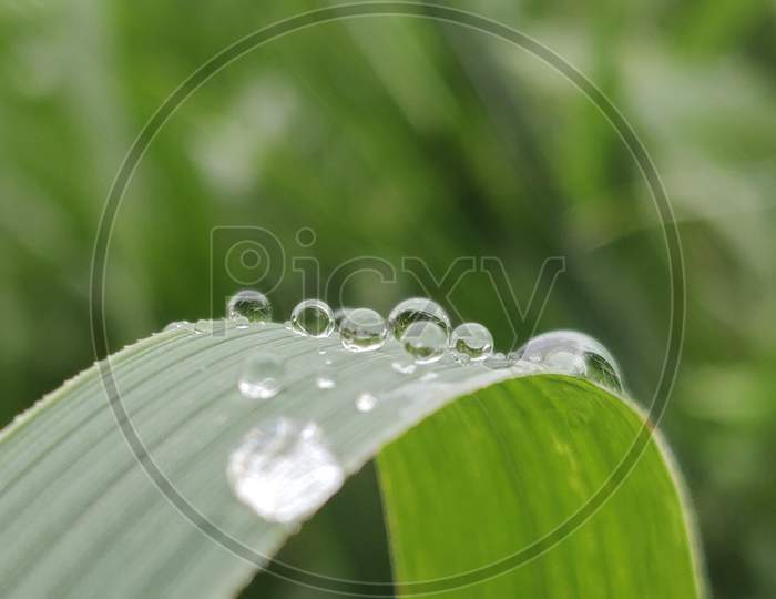 You Will Never Thought That Knowing Dewdrop On Plant Could Be So Beneficial!
