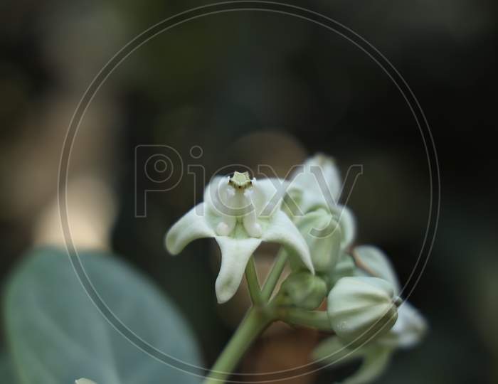 Hanumanth Flower