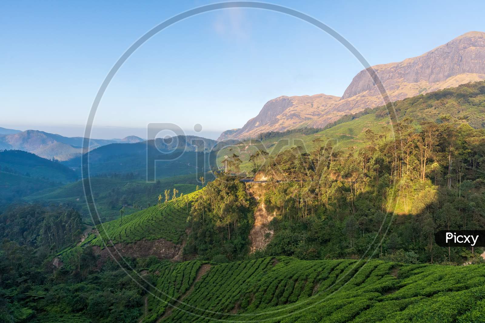Munnar Tea Estate And The Hills
