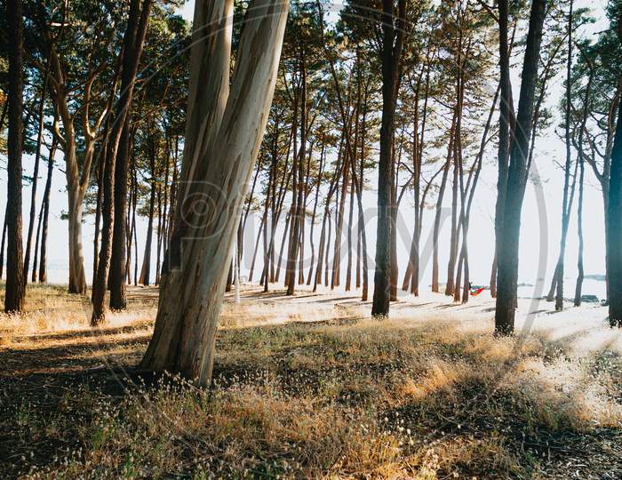 Trees Near The Beach In The Spanish Coast During A Bright Day
