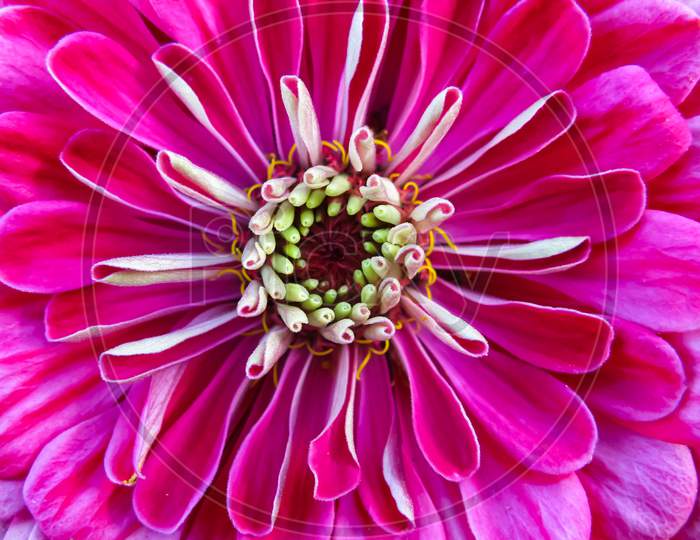 Macro image of a zinnia flower with vibrant colors