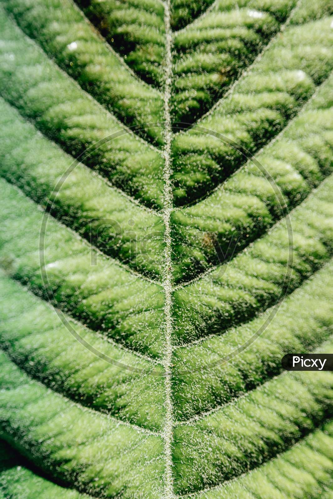 A Mock Up Of The Pattern In A Leave Of A Big Plant